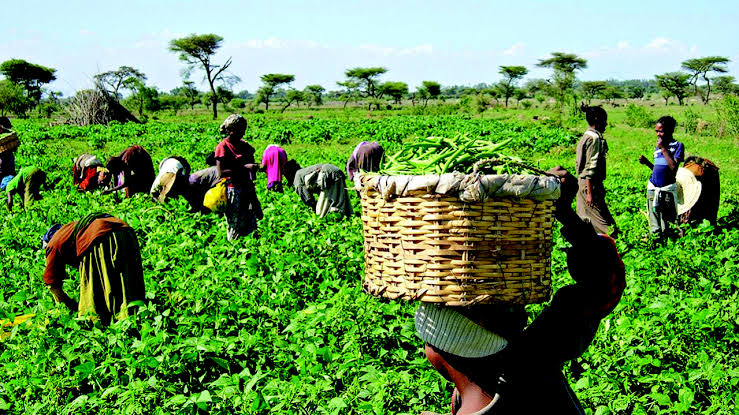 Agribusiness: Experts Call for Unlocking Capital Market for Sustainable Long Term Funding